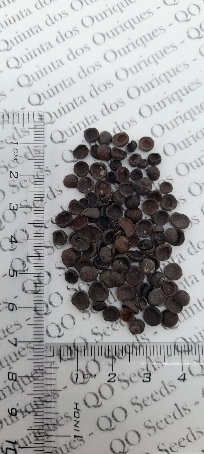 Nandina domestica - celeste bamboo, divine bamboo, sacred bamboo - Image 3