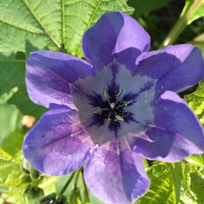 Nicandra physalodes - Apple of Peru, Shoofly Plant