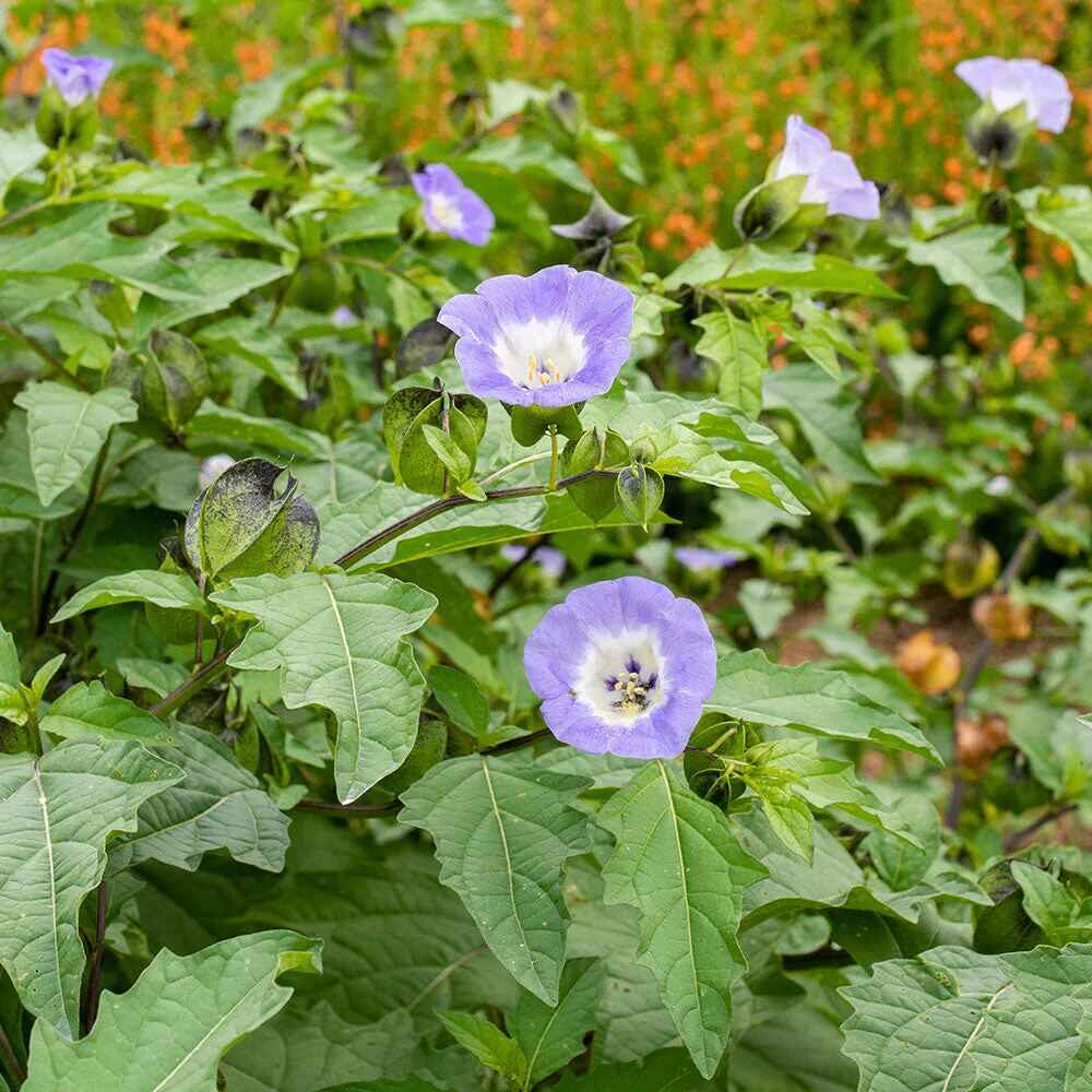 Nicandra physalodes - Apple of Peru, Shoofly Plant - Image 4