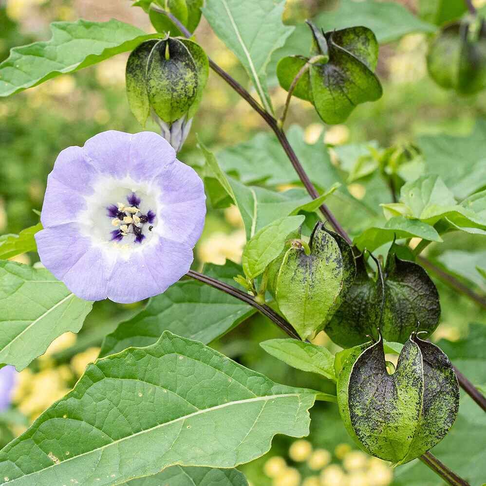 Nicandra physalodes - Apple of Peru, Shoofly Plant - Image 6