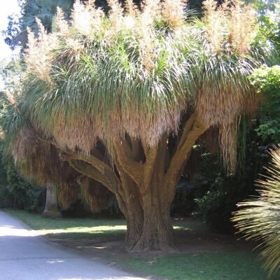 Nolina longifolia - Oaxacan Pony Tail