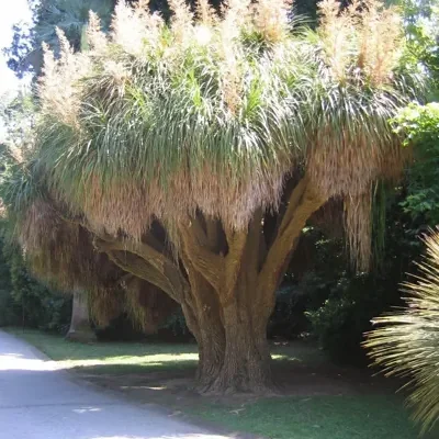 Nolina longifolia - Oaxacan Pony Tail