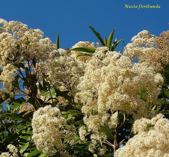 Nuxia floribunda - Forest elder