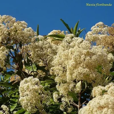 Nuxia floribunda - Forest elder