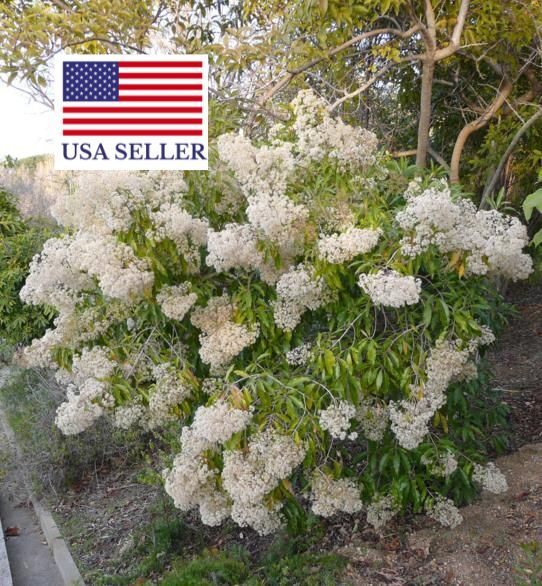 Nuxia floribunda - Forest elder - Image 2