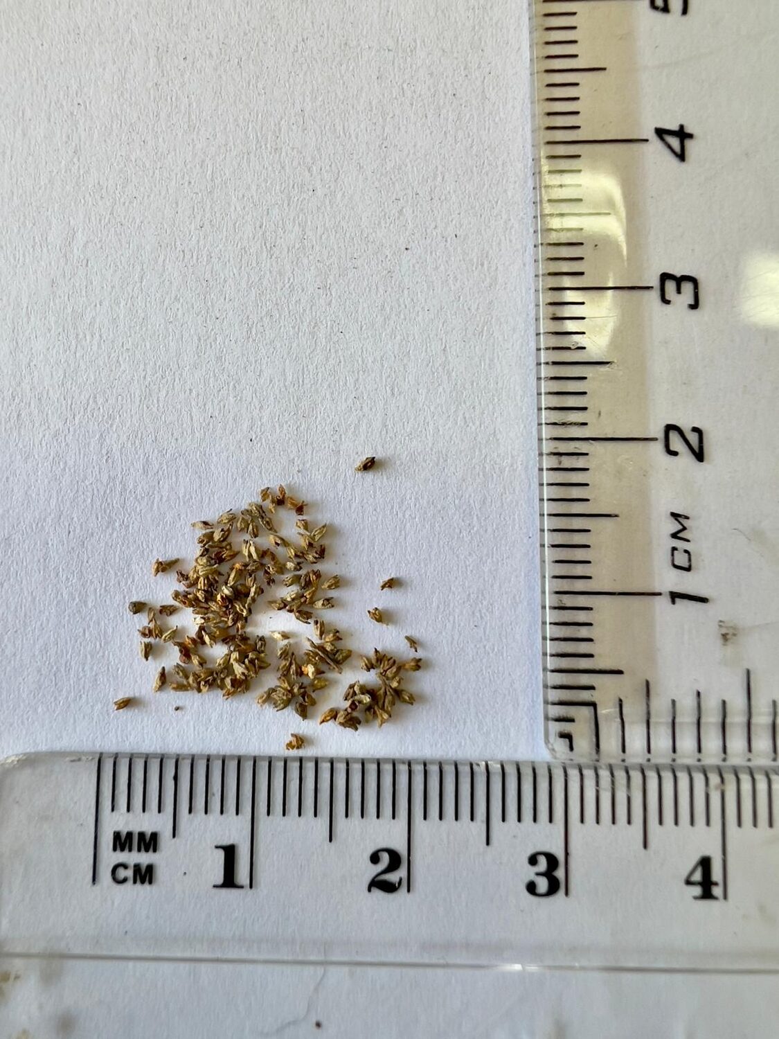 Nuxia floribunda - Forest elder - Image 3