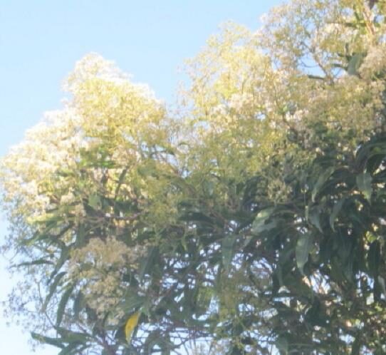 Nuxia floribunda - Forest elder - Image 4