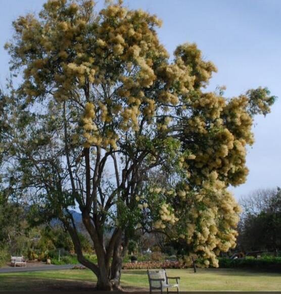 Nuxia floribunda - Forest elder - Image 5