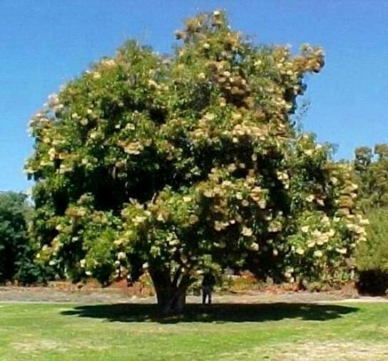 Nuxia floribunda - Forest elder - Image 6