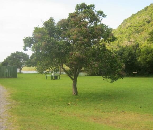 Nuxia floribunda - Forest elder - Image 7