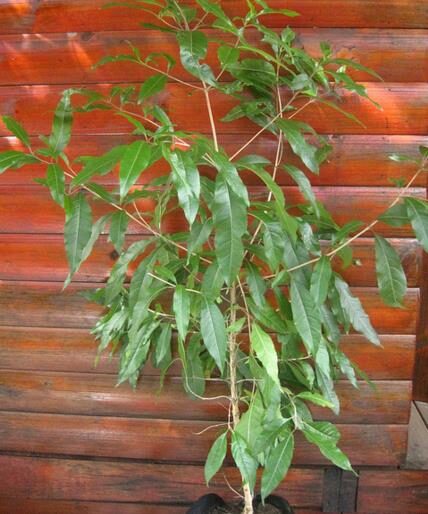 Nuxia floribunda - Forest elder - Image 9