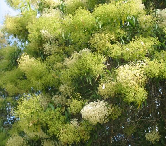 Nuxia floribunda - Forest elder - Image 10