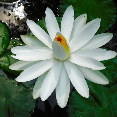 Nymphaea pubescens var. white - Hairy Water Lily