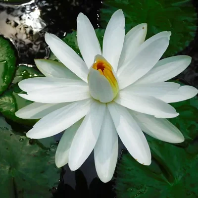 Nymphaea pubescens var. white - Hairy Water Lily