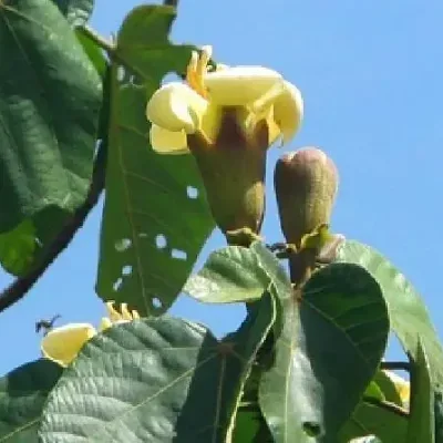 Ochroma pyramidale - Balsa tree