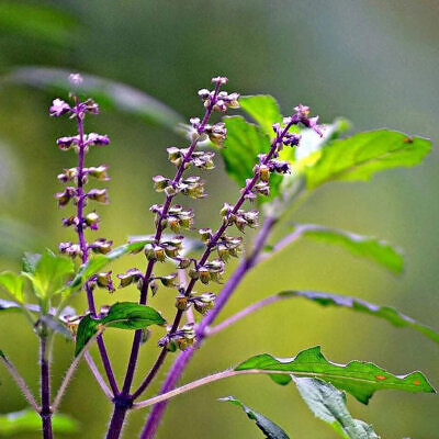Ocimum tenuiflorum 'Green Leaf' / Ocimum sanctum / Geniosporum tenuiflorum - Ayurvedic Herb, Basil Holy Green, Heiliges Basilikum, Holy Basil, Kaprao, Kha Prao, Ling Ling Xiang, Rama Tulsi, Riha, Sri Tulsi, Tulasi, Tulsi