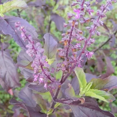 Ocimum tenuiflorum 'Purple Leaf' / Ocimum sanctum / Geniosporum tenuiflorum - Ayurvedic Herb, Basil Holy Green, Heiliges Basilikum, Holy Basil, Kaprao, Kha Prao, Ling Ling Xiang, Rama Tulsi, Riha, Sri Tulsi, Tulasi, Tulsi