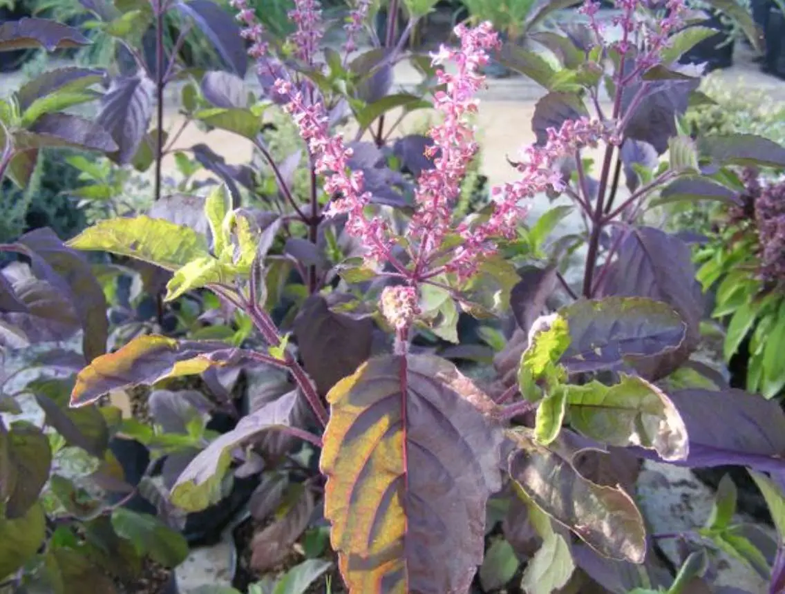 Ocimum tenuiflorum 'Purple Leaf' / Ocimum sanctum / Geniosporum tenuiflorum - Ayurvedic Herb, Basil Holy Green, Heiliges Basilikum, Holy Basil, Kaprao, Kha Prao, Ling Ling Xiang, Rama Tulsi, Riha, Sri Tulsi, Tulasi, Tulsi - Image 2