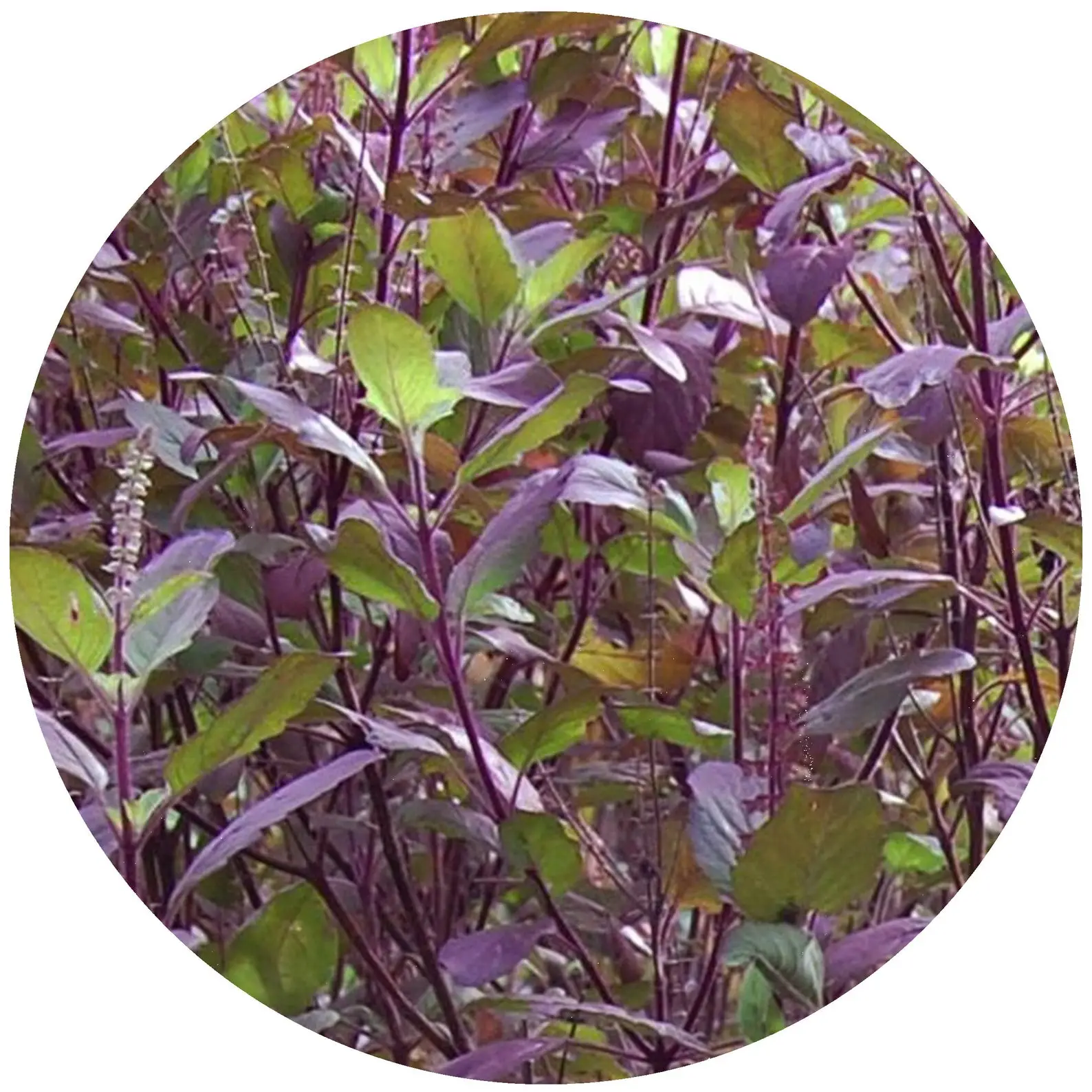 Ocimum tenuiflorum 'Purple Leaf' / Ocimum sanctum / Geniosporum tenuiflorum - Ayurvedic Herb, Basil Holy Green, Heiliges Basilikum, Holy Basil, Kaprao, Kha Prao, Ling Ling Xiang, Rama Tulsi, Riha, Sri Tulsi, Tulasi, Tulsi - Image 9