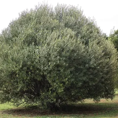 Olea europaea subsp. africana - African Olive, Wild Olive