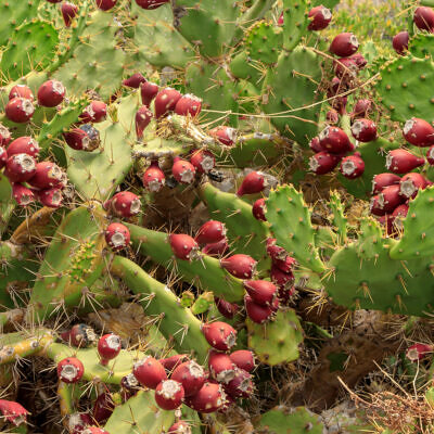 Opuntia dillenii / Opuntia stricta / Cactus dillenii - Opuntia Prickly Cactus, Dillen Prickly Pear, Sweet Prickly Pear, Eltham Indian Fig