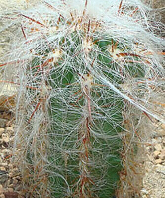 Oreocereus celsianus - Old Man of the Andes