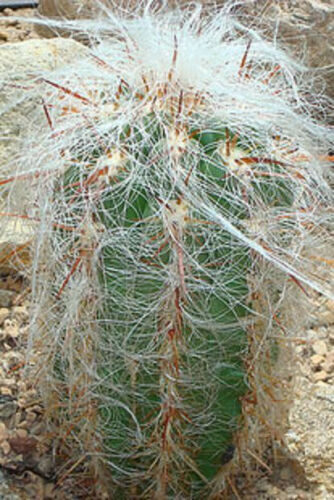 Oreocereus celsianus - Old Man of the Andes