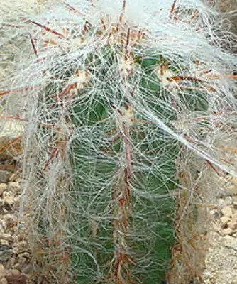 Oreocereus celsianus - Old Man of the Andes