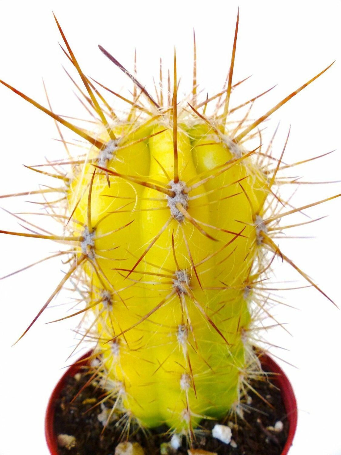 Oreocereus celsianus - Old Man of the Andes - Image 2