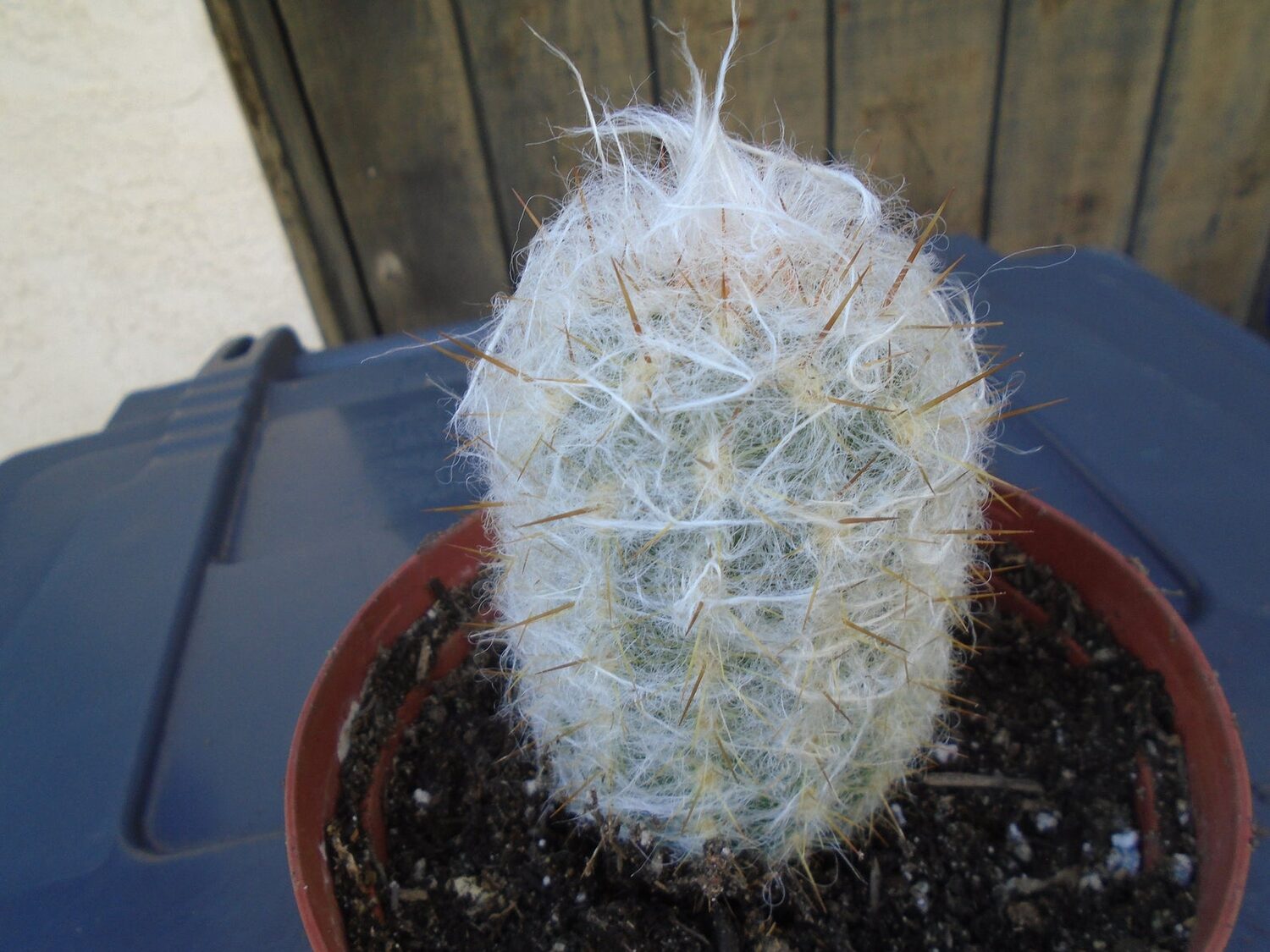 Oreocereus celsianus - Old Man of the Andes - Image 3