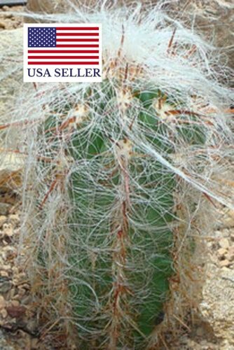 Oreocereus celsianus - Old Man of the Andes - Image 4