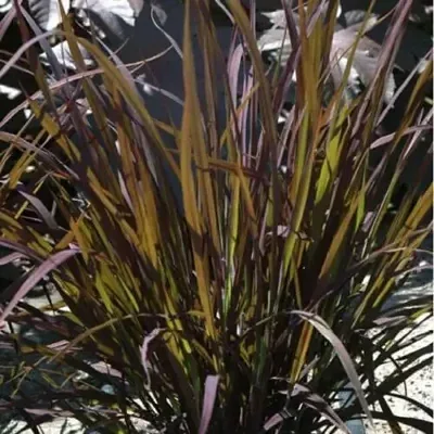 Oryza sativa - Black Madras Ornamental Rice