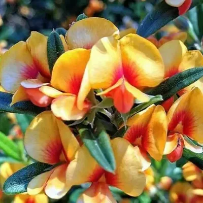 Oxylobium ellipticum - Common Shaggy Pea, Golden Rosemary