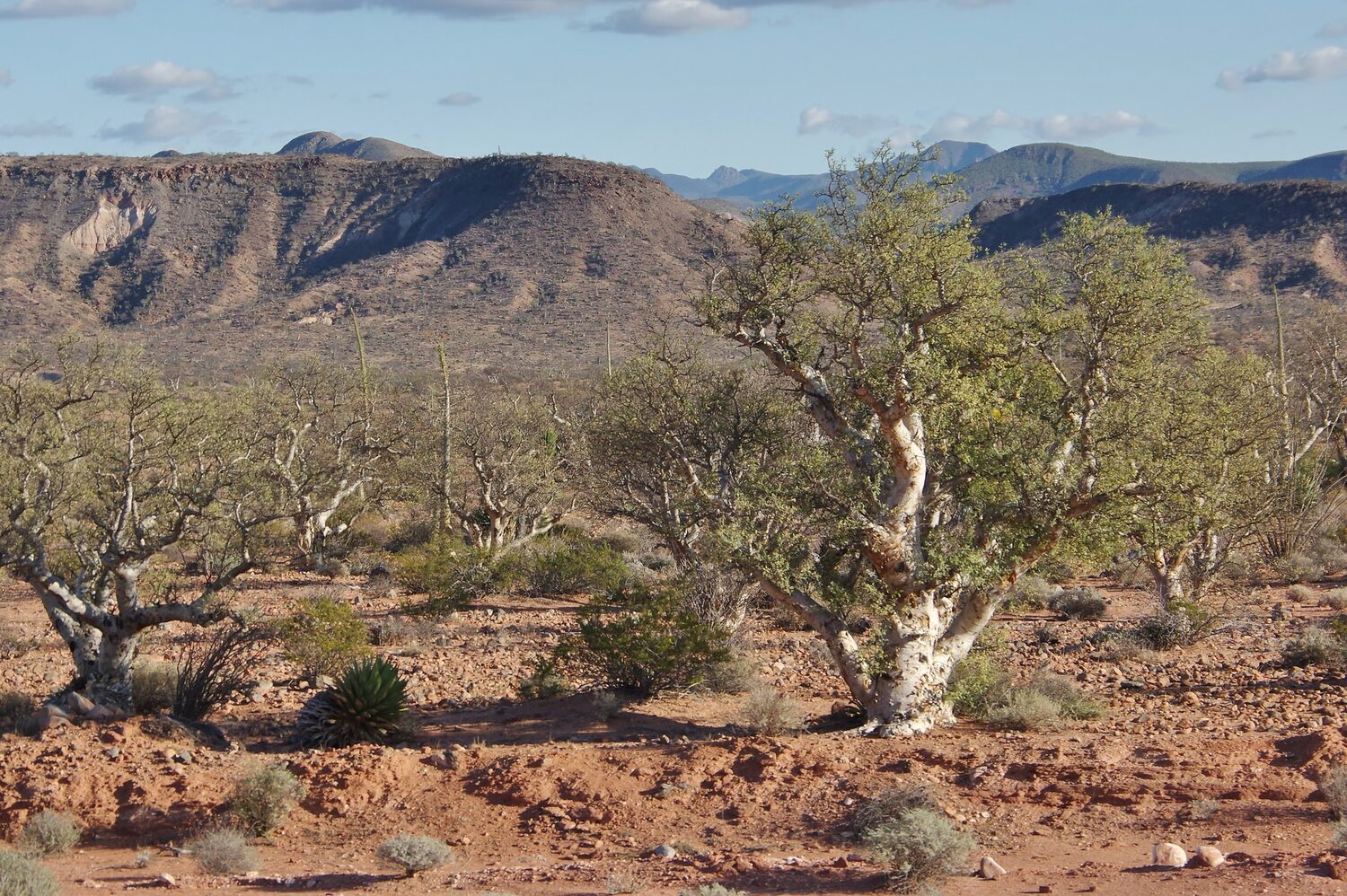Pachycormus discolor - Baja Elephant Tree, Torote Blanco, Copalquín - Image 2