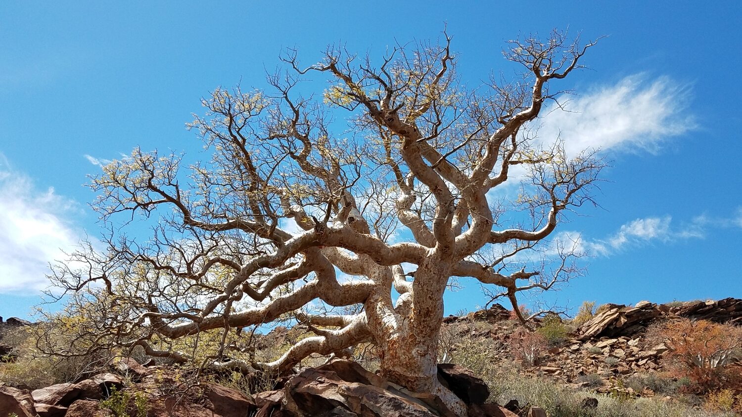 Pachycormus discolor - Baja Elephant Tree, Torote Blanco, Copalquín - Image 3