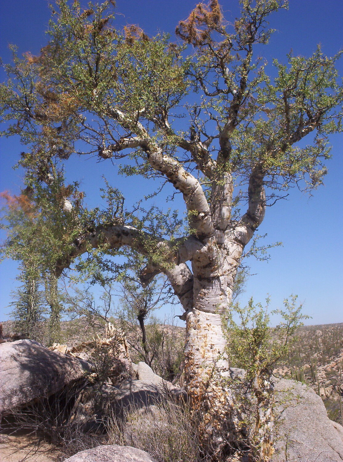 Pachycormus discolor - Baja Elephant Tree, Torote Blanco, Copalquín - Image 4