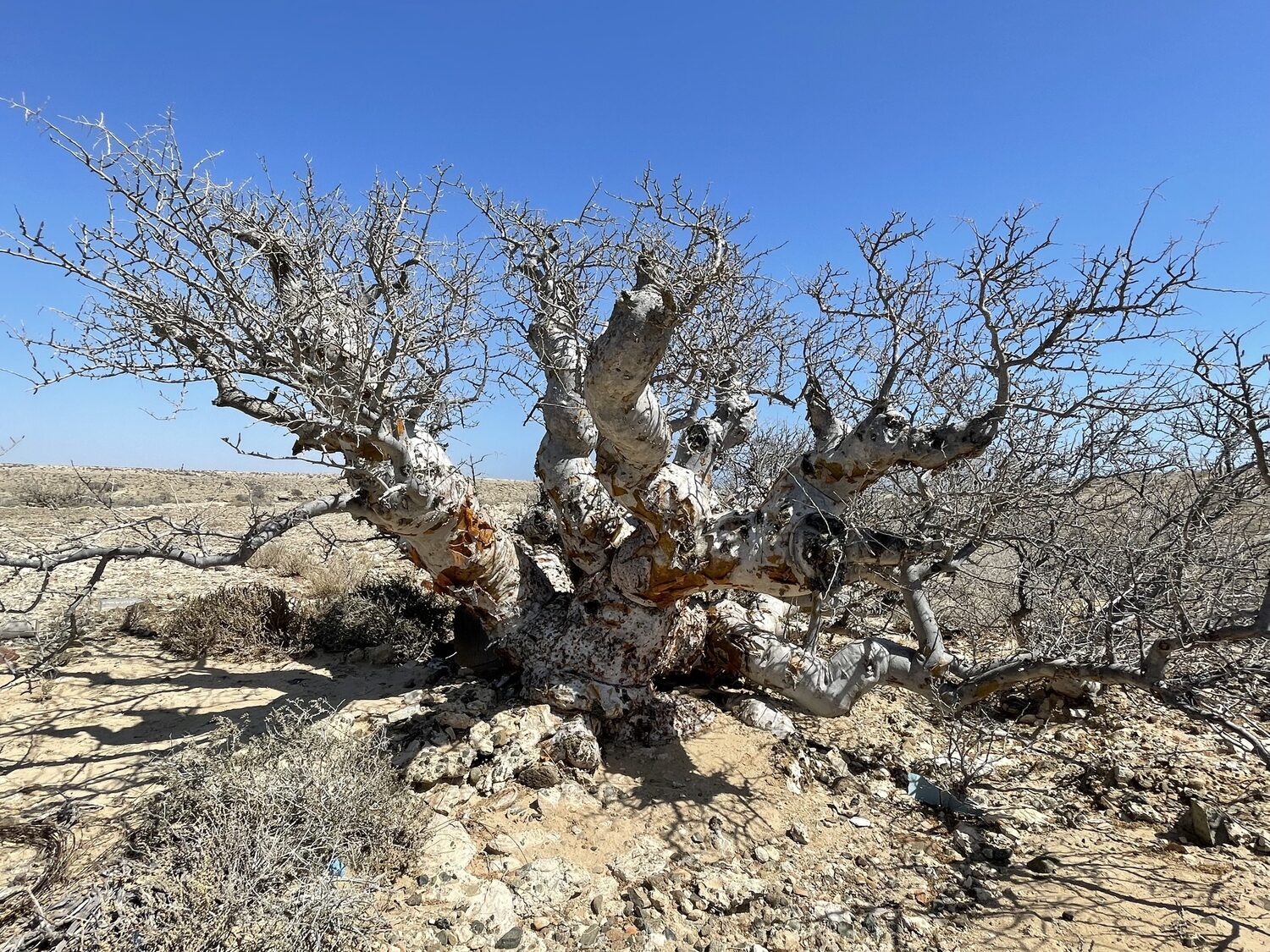 Pachycormus discolor - Baja Elephant Tree, Torote Blanco, Copalquín - Image 5