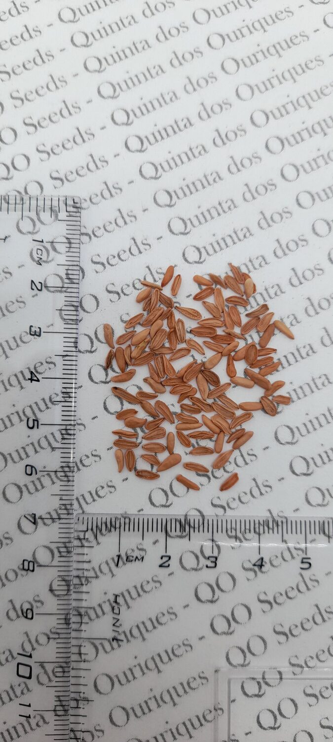 Pachypodium densiflorum var. densiflorum - Madagascar palm tree - Image 2