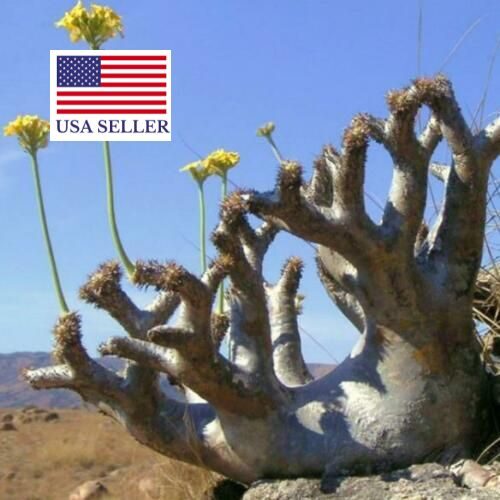 Pachypodium densiflorum var. densiflorum - Madagascar palm tree - Image 3