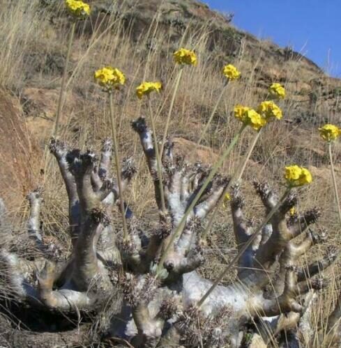 Pachypodium densiflorum var. densiflorum - Madagascar palm tree - Image 4