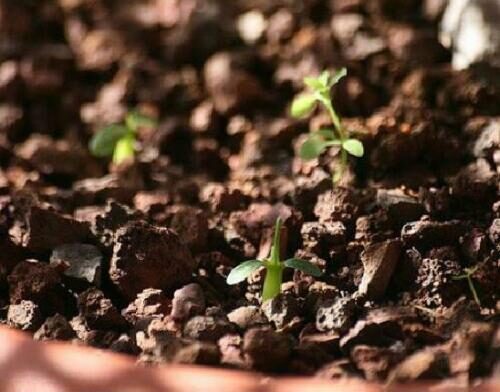 Pachypodium densiflorum var. densiflorum - Madagascar palm tree - Image 5