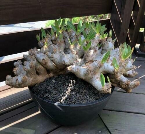Pachypodium densiflorum var. densiflorum - Madagascar palm tree - Image 6