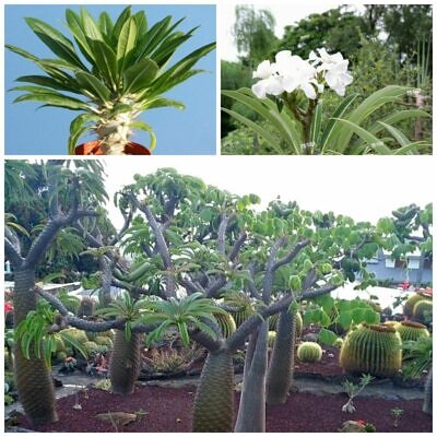 Pachypodium lamerei var. ramosum - Dwarf palm of madagascar