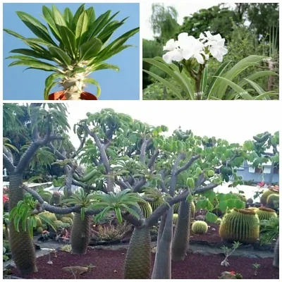 Pachypodium lamerei var. ramosum - Dwarf palm of madagascar