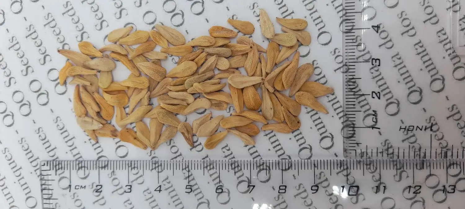 Pachypodium lamerei var. ramosum - Dwarf palm of madagascar - Image 2