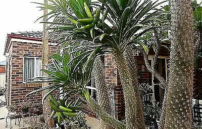 Pachypodium lamerei var. ramosum - Dwarf palm of madagascar - Image 4