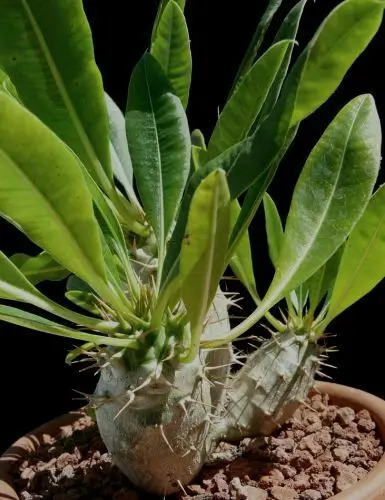 Pachypodium lamerei var. ramosum - Dwarf palm of madagascar - Image 5