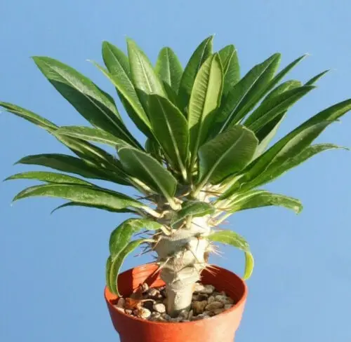 Pachypodium lamerei var. ramosum - Dwarf palm of madagascar - Image 6
