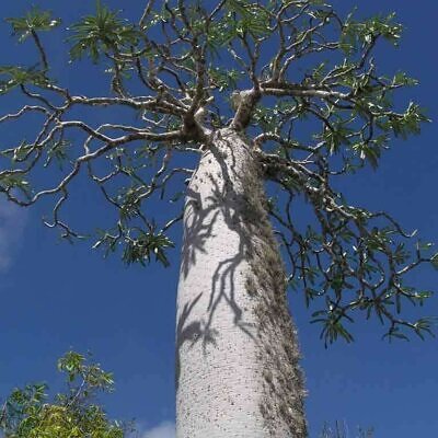 Pachypodium mikea - Pachypodium palm
