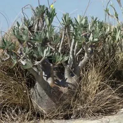 Pachypodium rosulatum subsp. cactipes - Elephant Foot Plant, Madagascar Bottle Trunk Tree